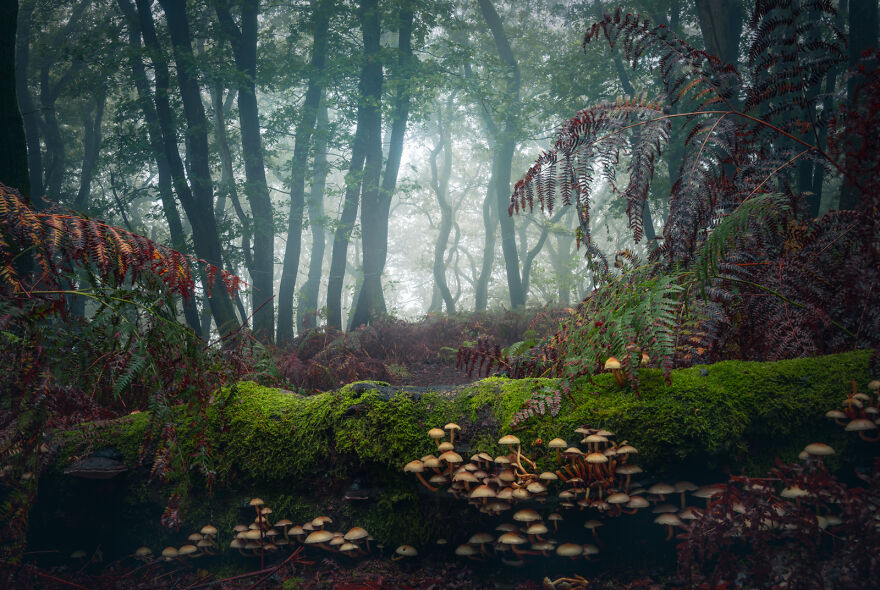 Photograph of mushrooms in a forest