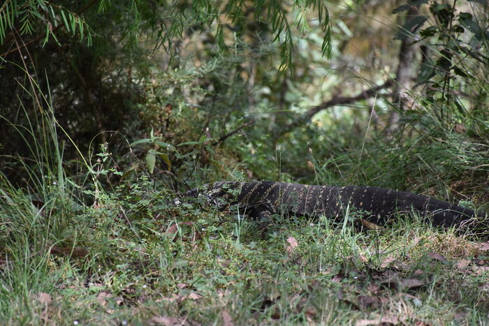 Monitor/Goanna
