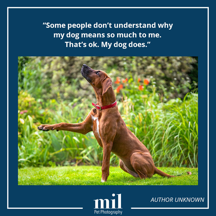 A picture of a dog with a motivational quote