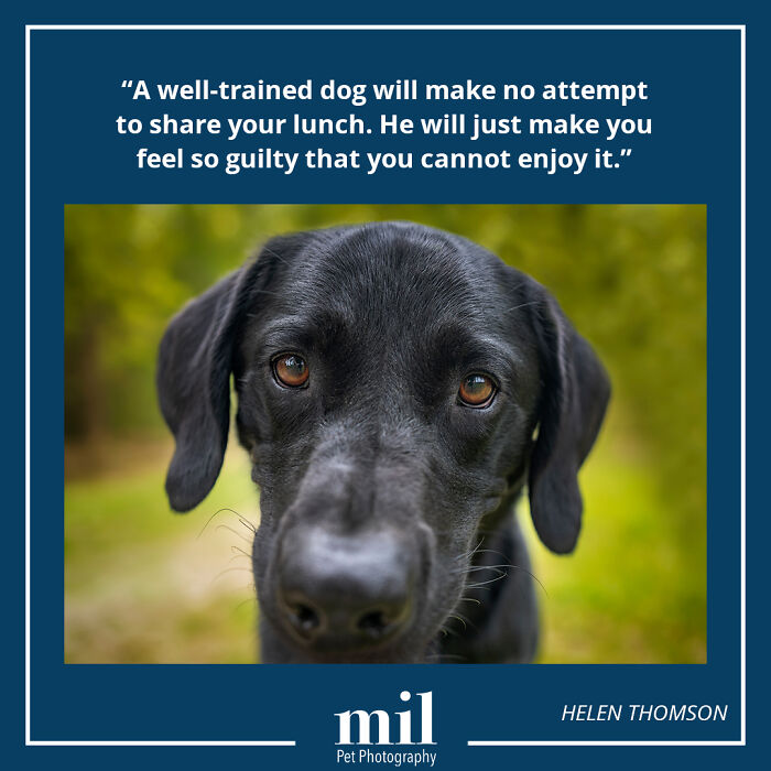 A picture of a dog with a motivational quote