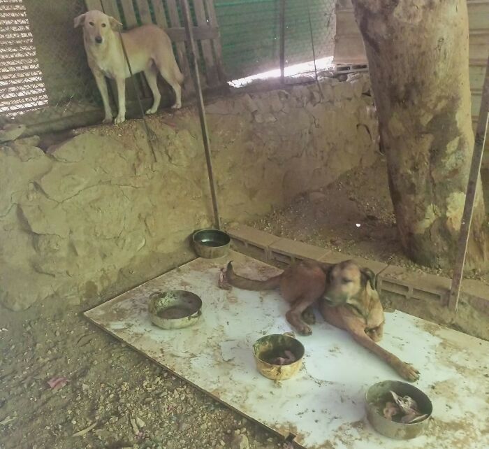 The Shocking Reality Of Animals In War Zones: How We Are Helping Animal Shelters In Gaza-Israel War