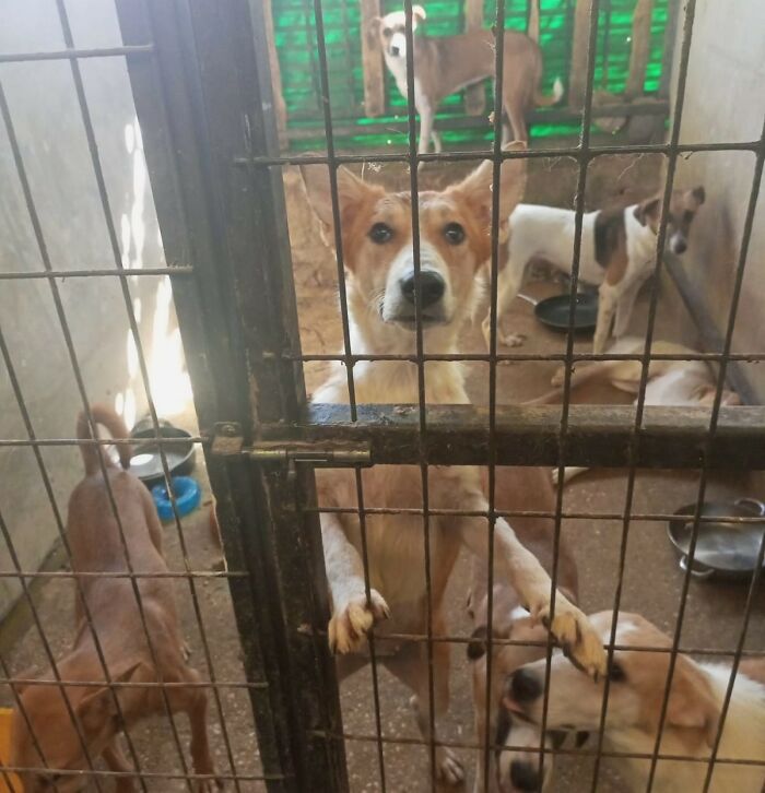 The Shocking Reality Of Animals In War Zones: How We Are Helping Animal Shelters In Gaza-Israel War