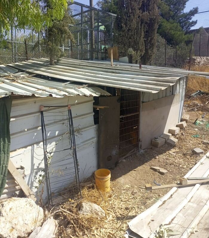 The Shocking Reality Of Animals In War Zones: How We Are Helping Animal Shelters In Gaza-Israel War