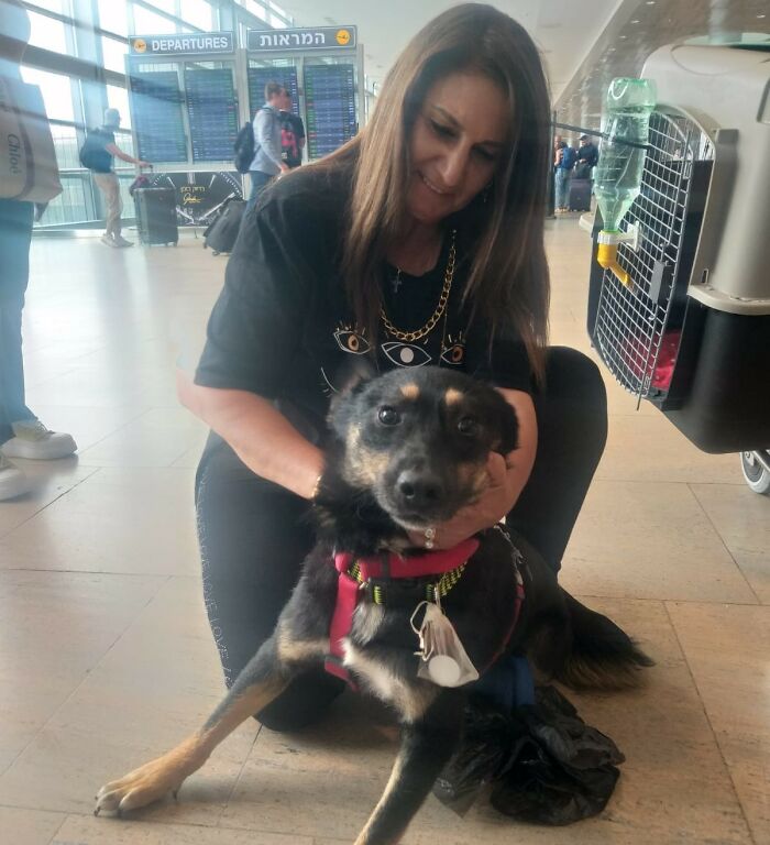 The Shocking Reality Of Animals In War Zones: How We Are Helping Animal Shelters In Gaza-Israel War