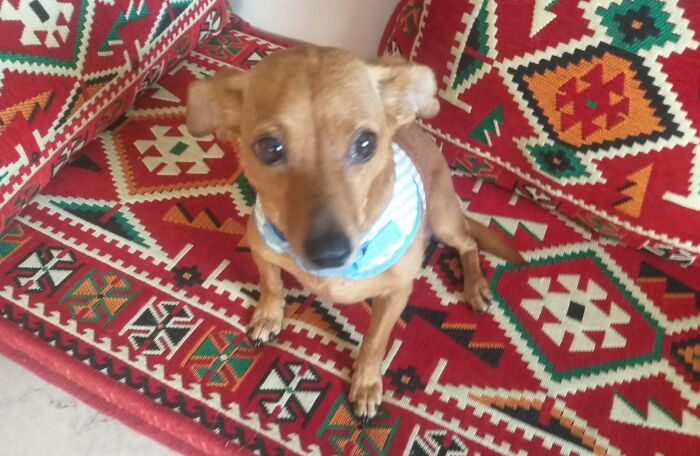 The Shocking Reality Of Animals In War Zones: How We Are Helping Animal Shelters In Gaza-Israel War