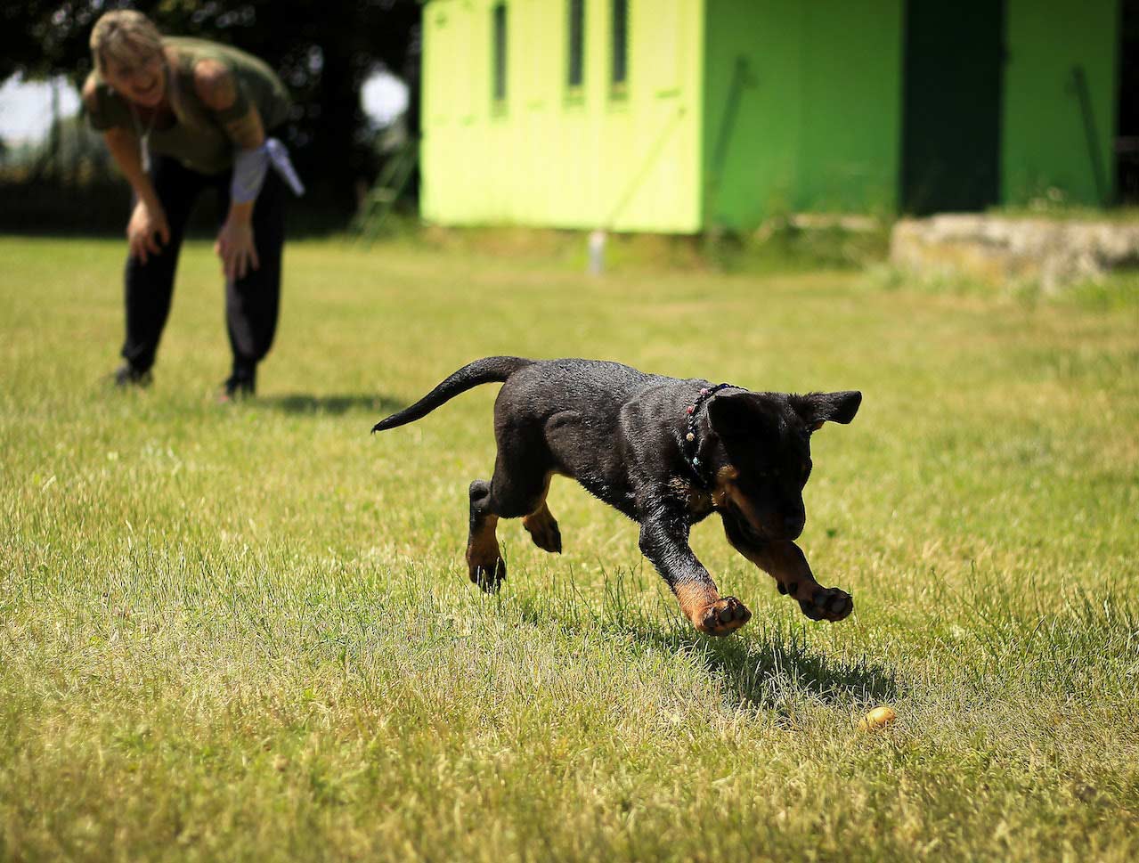 Woman and dog playing on grass