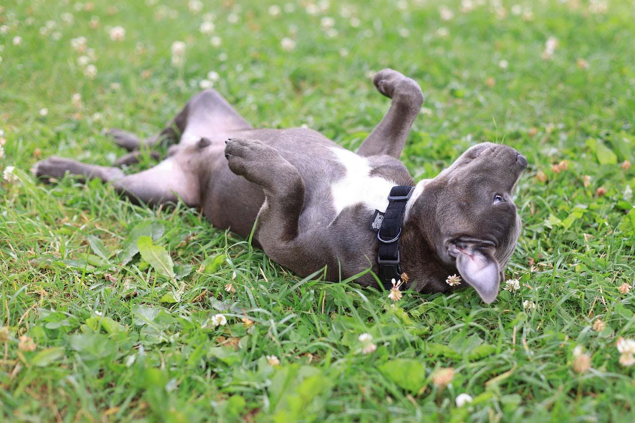 Dog rolling on the grass