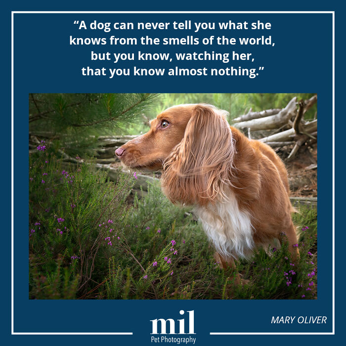 A picture of a dog with a motivational quote