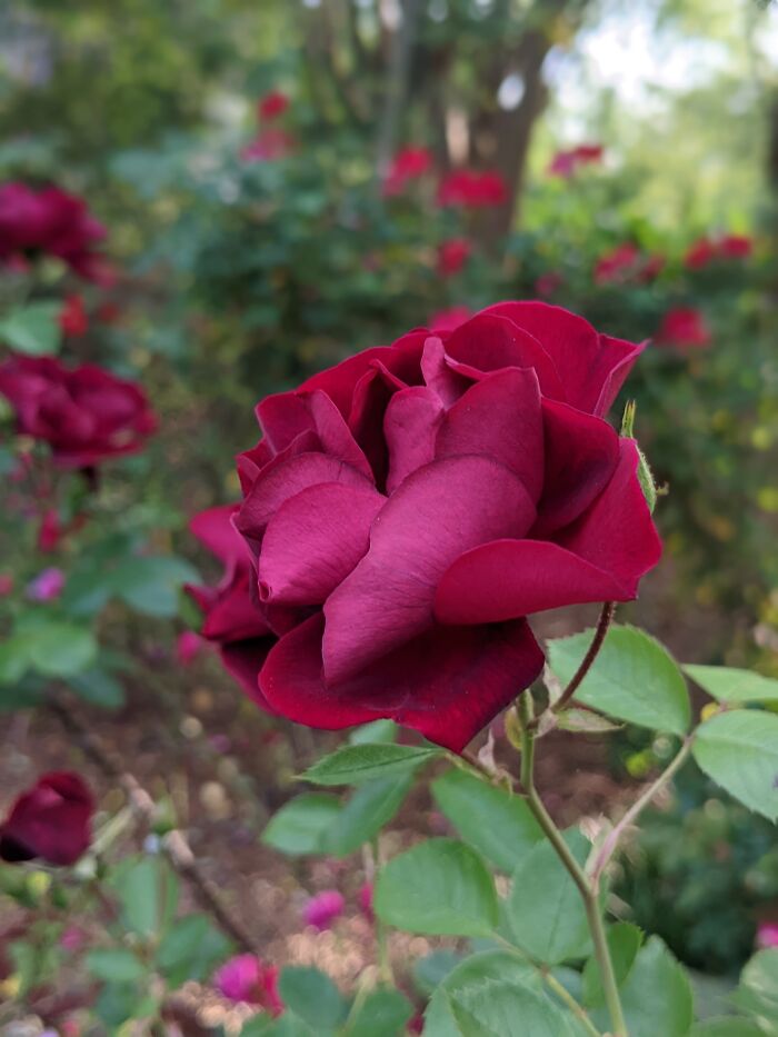 Georgia Rose Garden