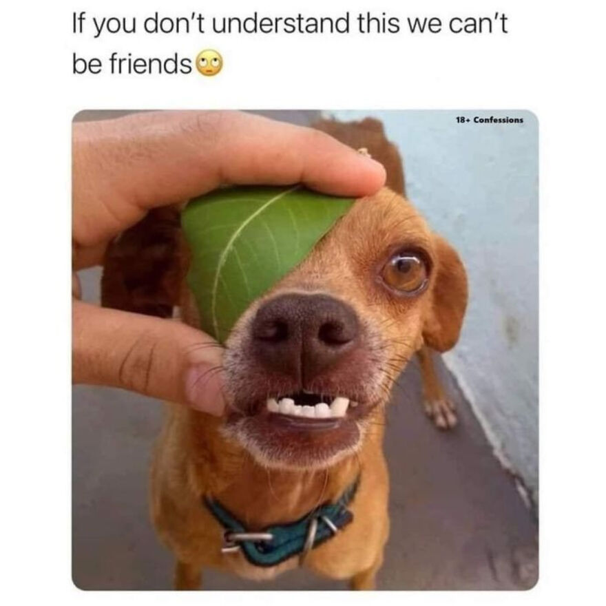 Funny Daily Memes For You Funny Daily Memes For You