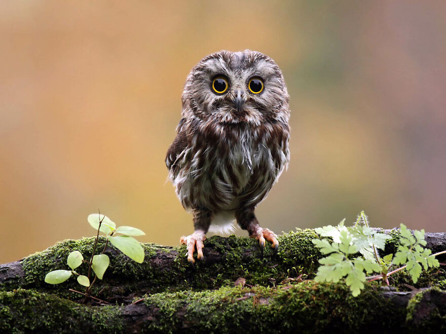 I Collect Pictures Of Funny Owls And These Are My Favorites