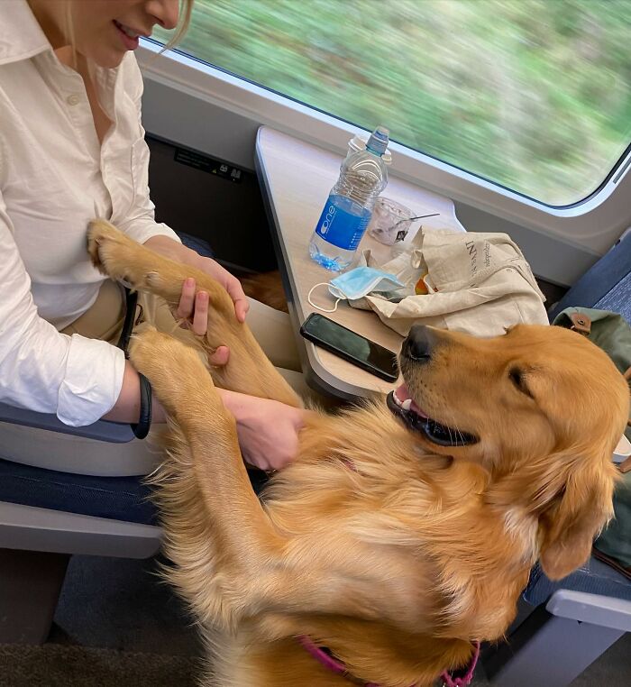 This Adorable Golden Retriever Dog Enjoys Making New Friends On Train Rides