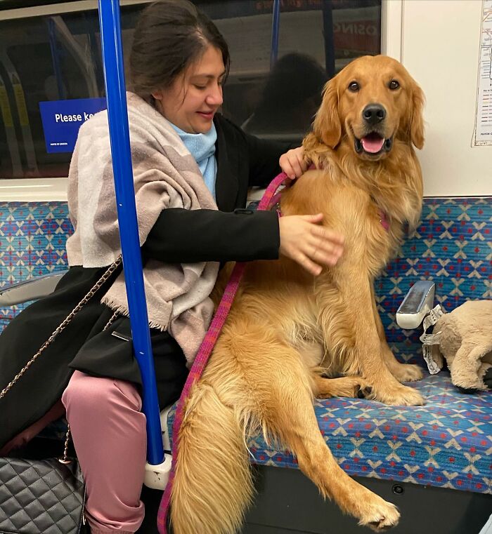 This Adorable Golden Retriever Dog Enjoys Making New Friends On Train Rides