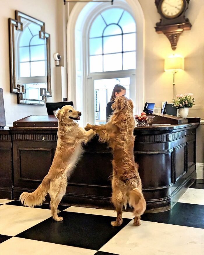 This Adorable Golden Retriever Dog Enjoys Making New Friends On Train Rides