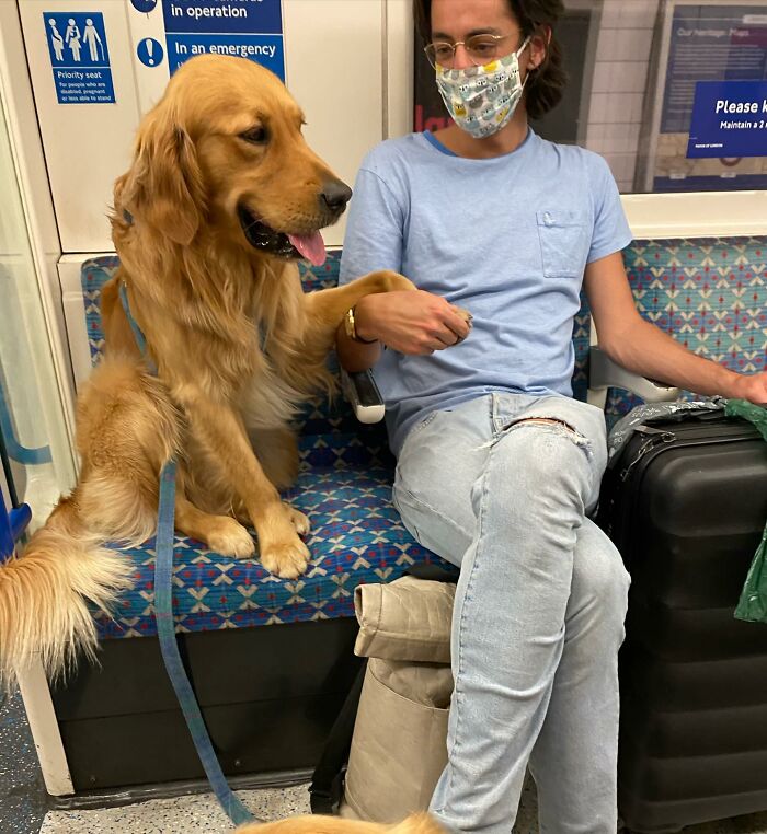 This Adorable Golden Retriever Dog Enjoys Making New Friends On Train Rides