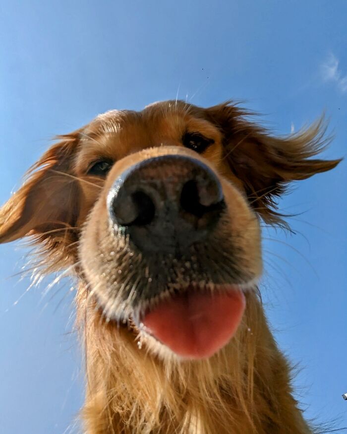 This Adorable Golden Retriever Dog Enjoys Making New Friends On Train Rides