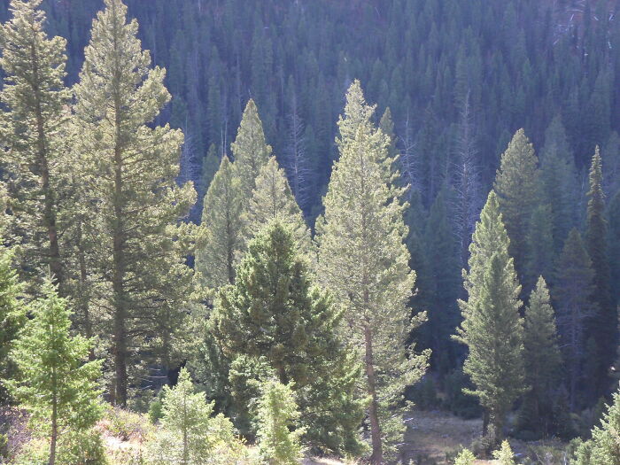 So Simple, So Pleasing. I Took This Photo Near Grandjean, Idaho. It's Been My Screensaver For Several Years