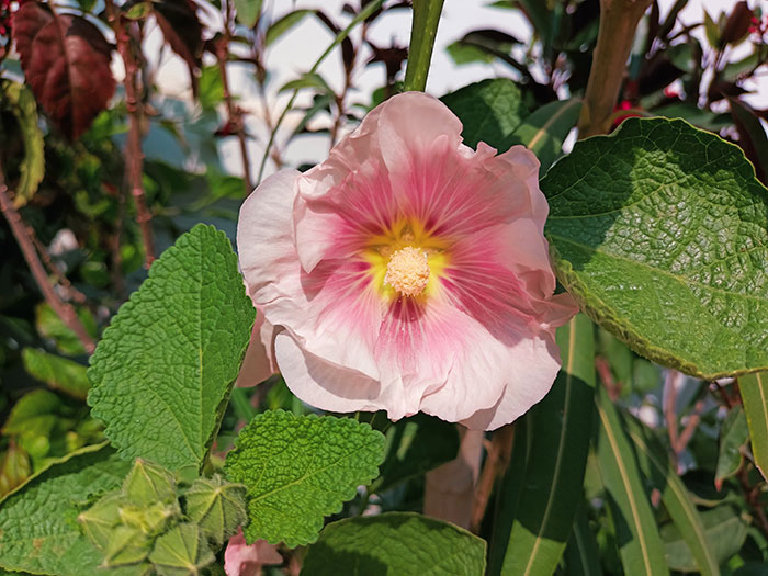 A close-up photo of Indian Spring (Alcea rosea&nbsp;&lsquo;Indian Spring&rsquo;)