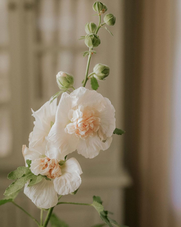 A close-up photo of Majorette (Alcea rosea &lsquo;Majorette&rsquo;)