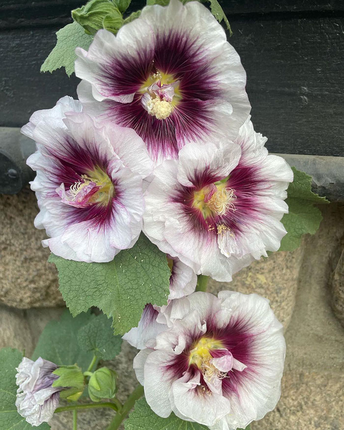 A close-up photo of Creme de Cassis (Alcea rosea &lsquo;Creme de Cassis&rsquo;)