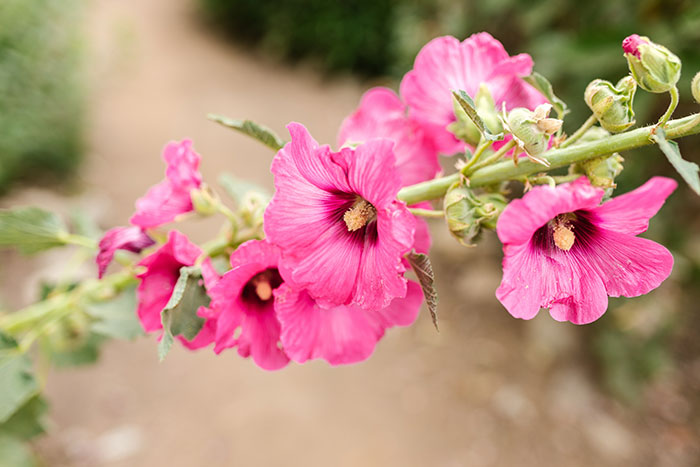 A close-up photo of Bristly Hollyhock&nbsp;(Alcea setosa)