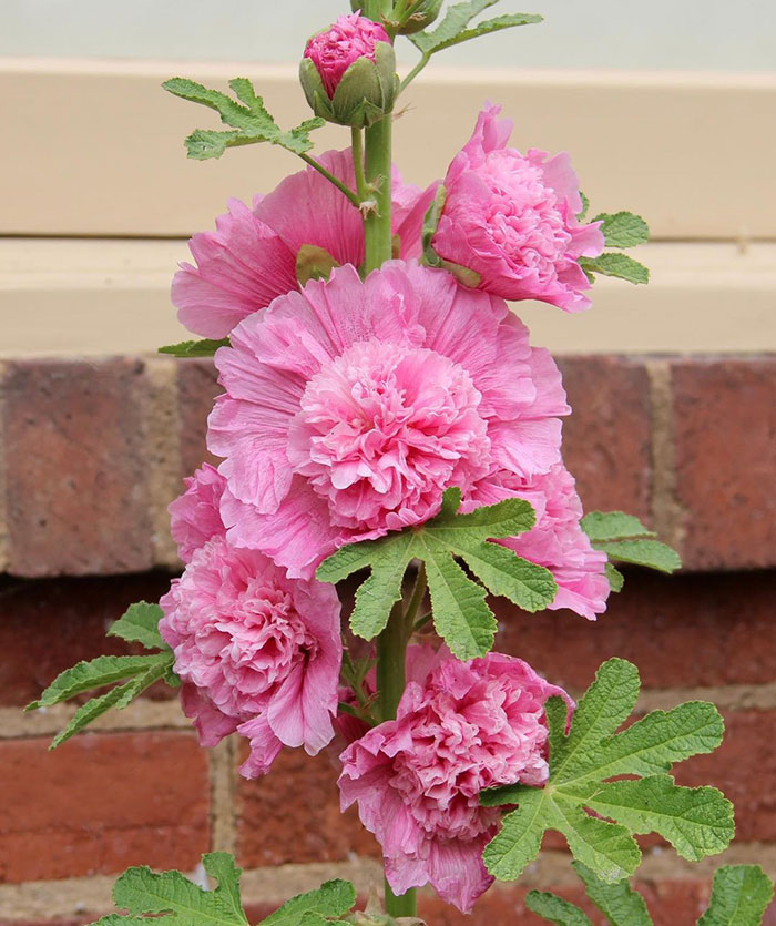 A close-up photo of Summer Carnival (Alcea rosea &lsquo;Summer Carnival&rsquo;).