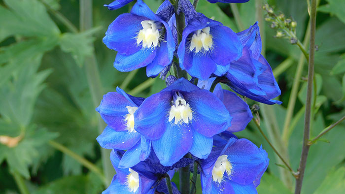 A close-up shot of Delphinium Elatum.
