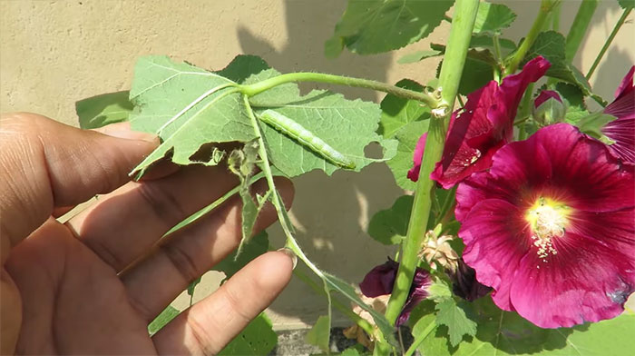 A slug eating a hollyhock leaf.