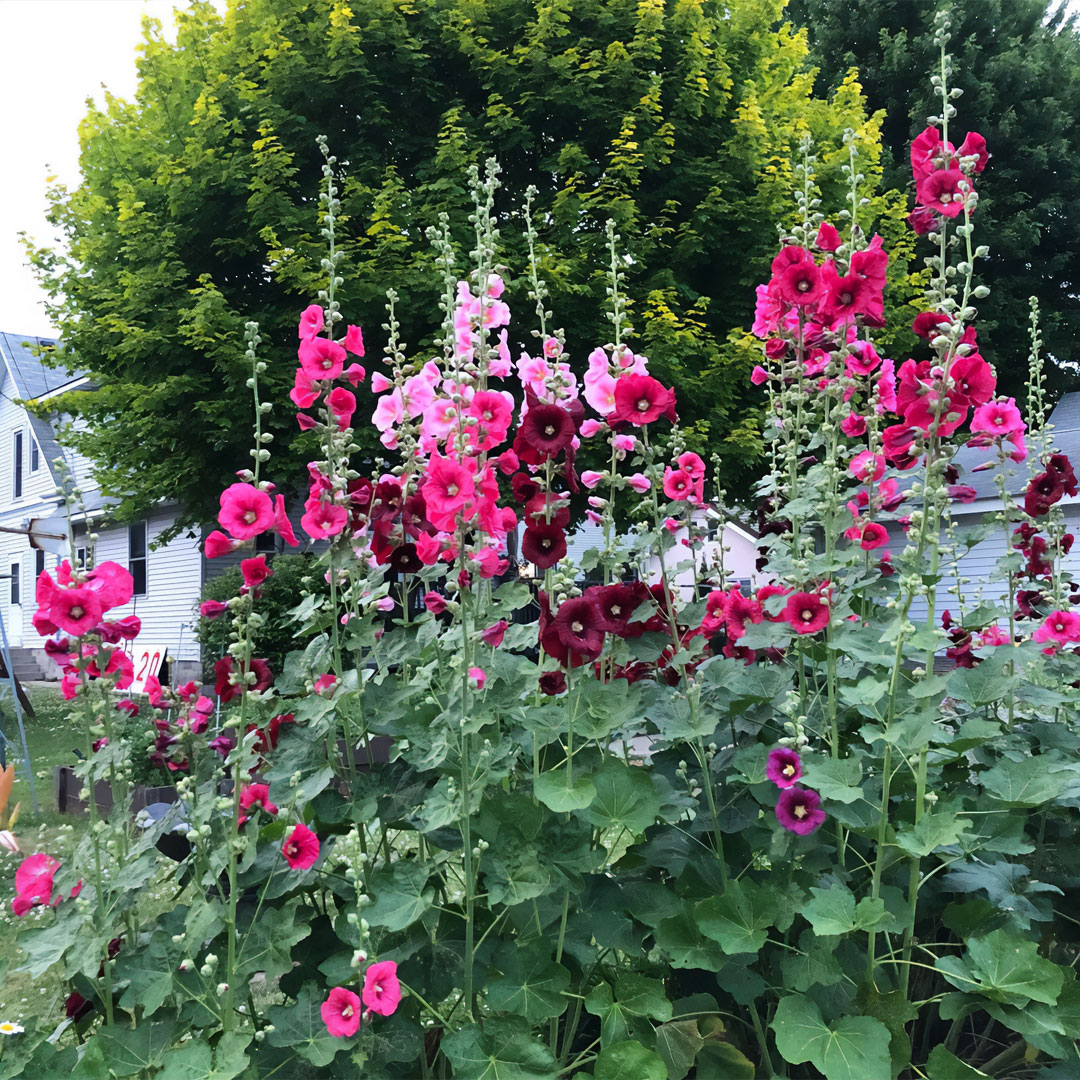 Hollyhocks growing in the garden.