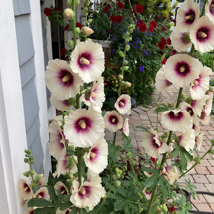 Photo of Halo Series (Alcea rosea &lsquo;Halo&rsquo;)