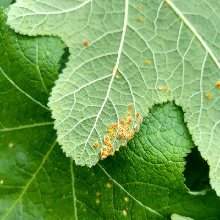 Close-up photo of hollyhock rust.