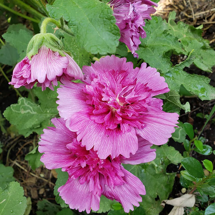 A close-up photo of Queeny (Alcea rosea &lsquo;Queeny&rsquo;)