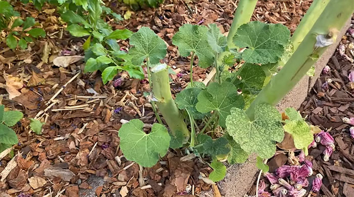 A cut stem of a hollyhock flower.