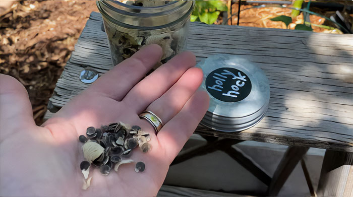 Person holding hollyhock seeds in his palm.