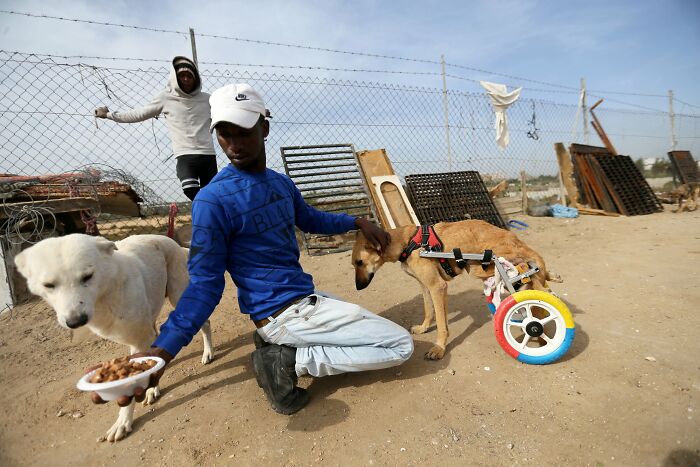 The Shocking Reality Of Animals In War Zones: How We Are Helping Animal Shelters In Gaza-Israel War
