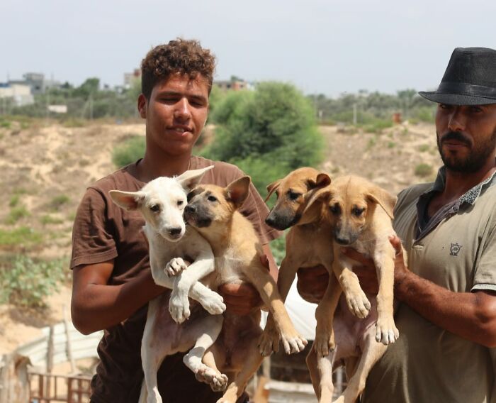 The Shocking Reality Of Animals In War Zones: How We Are Helping Animal Shelters In Gaza-Israel War