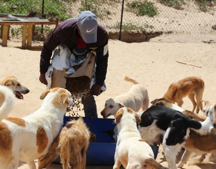 The Shocking Reality Of Animals In War Zones: How We Are Helping Animal Shelters In Gaza-Israel War