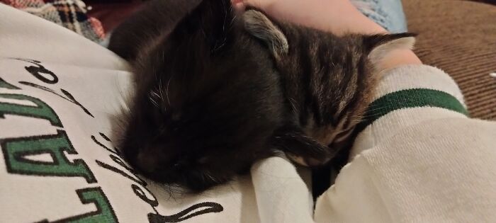 The Black Kitten Is Binx And The Tabby Is Rizzo 🥹