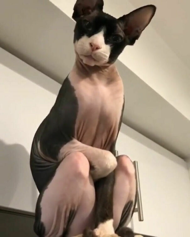 Top 20 Cute Cat Memes To Cure Your Depression