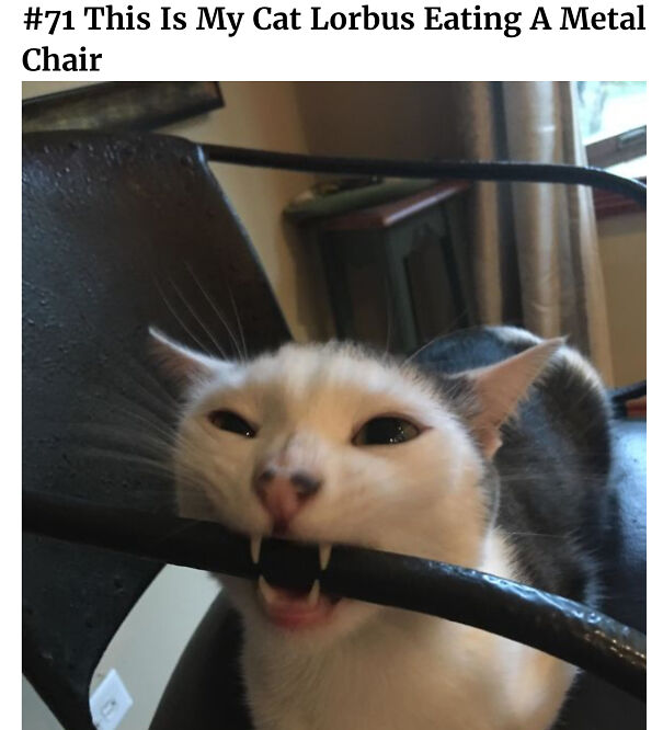 Top 20 Cute Cat Memes To Cure Your Depression