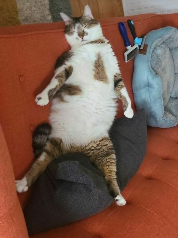 Top 20 Cute Cat Memes To Cure Your Depression