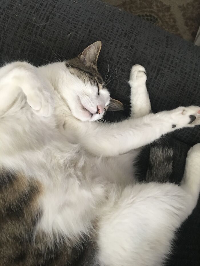 A Pile Of Neko Kitty