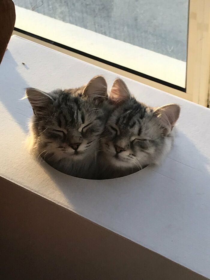 Twin Siberians, Tsarina And Anya