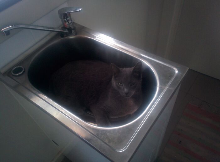 Knuckles Likes The Sink?