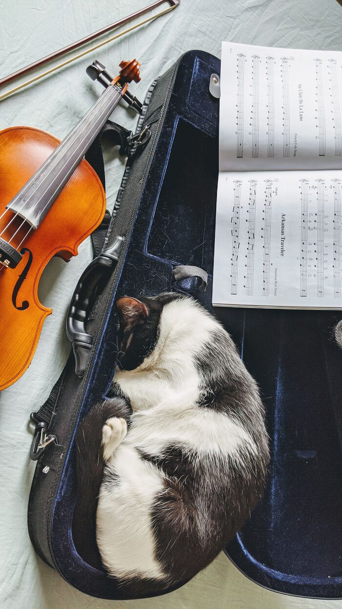 He Waits To Jump Into My Violin Case The Moment I Open It And Sleeps Through My Practice Session