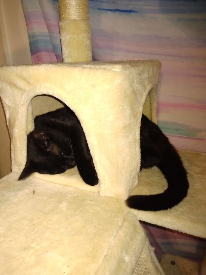 Outgrown His Cubby Hole