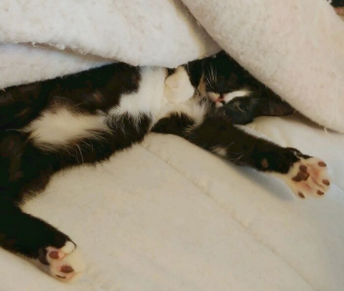 The Forbidden Fluff Beckons