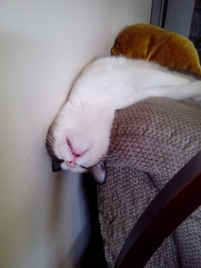 Catnip Is A Harsh Mistress