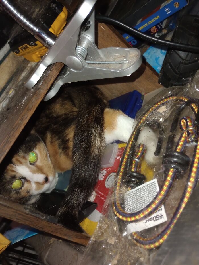 Summer Marie Also Likes To Squeeze Herself Into The Tiniest, Dustiest Crevices She Can Manage To Find