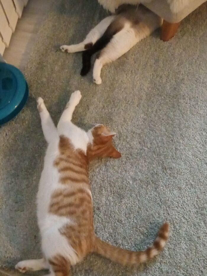 Even When They Sleep They Chase Each Other